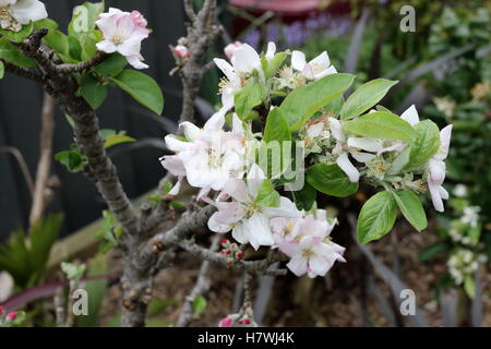 Apple Flower buds Stock Photo