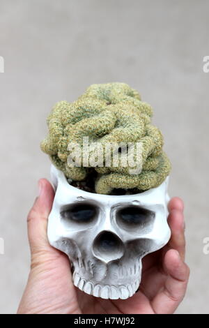 Close up of Mammillaria elongata cristata  or known as Brain Cactus Stock Photo