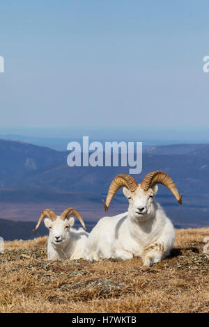 Dall Sheep rams on a hillside in spring, Denali National Park, Interior Alaska, USA Stock Photo