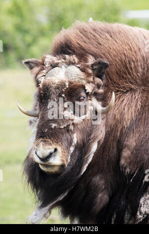 CAPTIVE: Musk ox shedding fur, Alaska Wildlife Conservation Center, Southcentral Alaska, USA Stock Photo