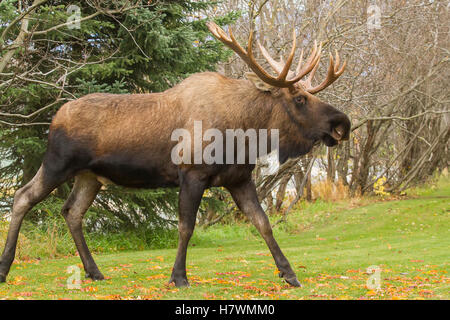 A large bull moose near Jewel Lake Road in Anchorage. Southcentral Alaska, USA Stock Photo