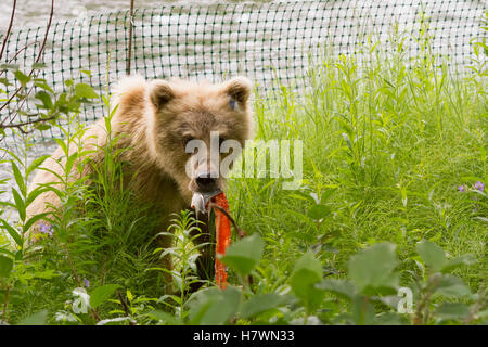 Brown bear with part of a Sockeye salmon in its mouth next to a fence along the Russian River of Kenai Peninsula, Southcentral Alaska, USA Stock Photo