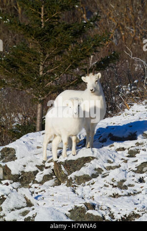 Dall Sheep Ewe Stands With Her Lamb In The Windy Point Area Of The Chugach Mountains. Southcentral Alaska. Near Mile 106 Of The Seward Highway. Win... Stock Photo