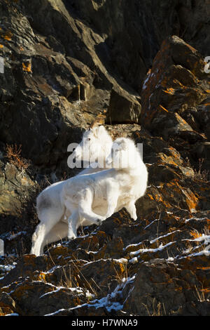 Dall sheep ewe stands with her lamb in the Windy Point area of the Chugach Mountains. Southcentral Alaska. Near Mile 106 of the Seward Highway. Stock Photo