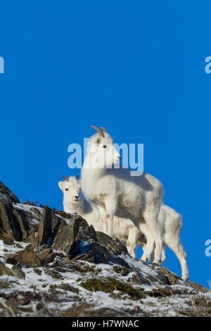 Dall sheep (Ovis dalli) ewe and lambs in the Windy Point area outside ...