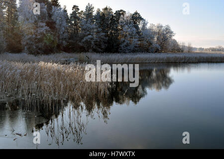 Archipelago after cold night on November. Shore with thin ice, reeds and trees in rime and hoarfrost. Place: Parainen, Finland Stock Photo