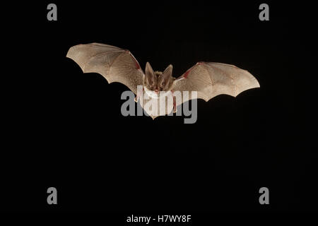 Eastern Big-eared Bat (Corynorhinus rafinesquii) flying at night, Big