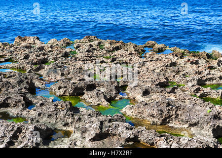 corals on the sea shore on a sunny day Stock Photo