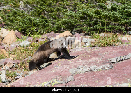 Wolverine (Gulo gulo) adult, Glacier National Park, Montana Stock Photo ...