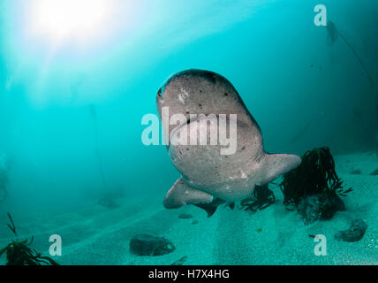 Broad nosed seven gill shark swimming through the kelp forests of False Bay, Simonstown, South Africa. Stock Photo