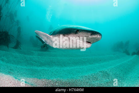 Broad nosed seven gill shark swimming through the kelp forests of False Bay, Simonstown, South Africa. Stock Photo