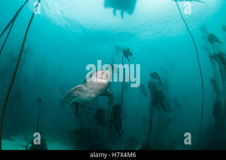 Broad nosed seven gill shark swimming through the kelp forests of False Bay, Simonstown, South Africa. Stock Photo