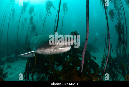 Broad nosed seven gill shark swimming through the kelp forests of False Bay, Simonstown, South Africa. Stock Photo