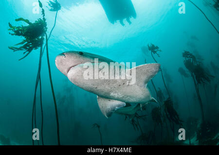 Broad nosed seven gill shark swimming through the kelp forests of False Bay, Simonstown, South Africa. Stock Photo