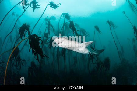 Broad nosed seven gill shark swimming through the kelp forests of False Bay, Simonstown, South Africa. Stock Photo