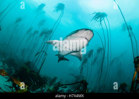 Broad nosed seven gill shark swimming through the kelp forests of False Bay, Simonstown, South Africa. Stock Photo