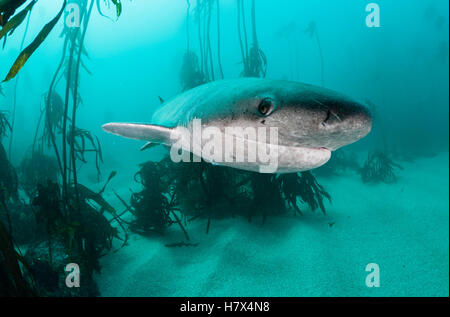 Broad nosed seven gill shark swimming through the kelp forests of False Bay, Simonstown, South Africa. Stock Photo