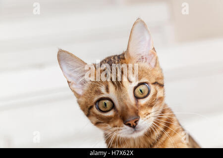 Bengal kitten.Beautiful muzzle of Bengal kitten close up. Stock Photo