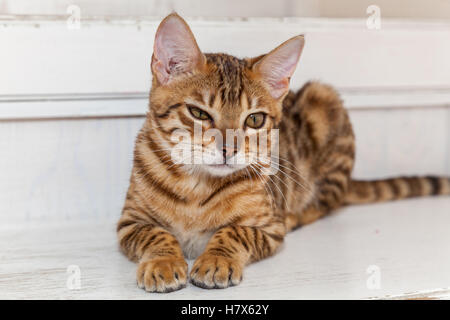 Bengal cat.Red Bengal cat lying lazily on the white steps, narrowing his eyes. Stock Photo