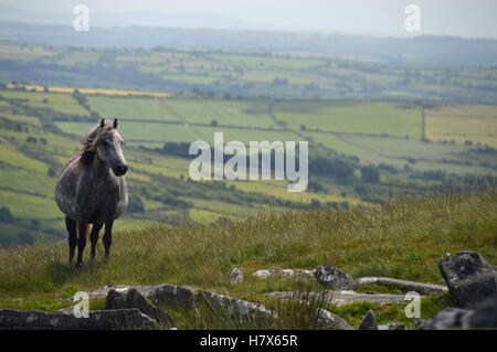 Wild pony in the Preseli Mountains, Pembrokeshire, Wales Stock Photo