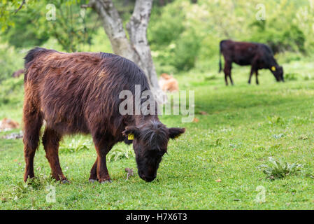 Beef cattle calves in a new spring green field Stock Photo