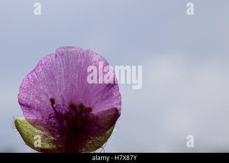 Tradescantia andersoniana, a spiderwort species with violet blossom. Backlight creates silhouettes of stamen on the petal. Stock Photo