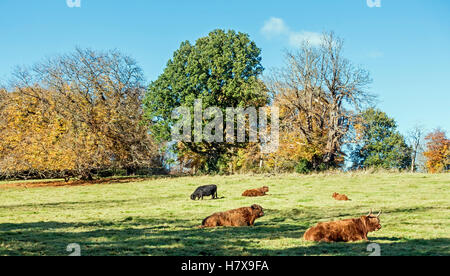 Autumn in Pollok Park Glasgow Scotland with highland cattle resting in the sun Stock Photo