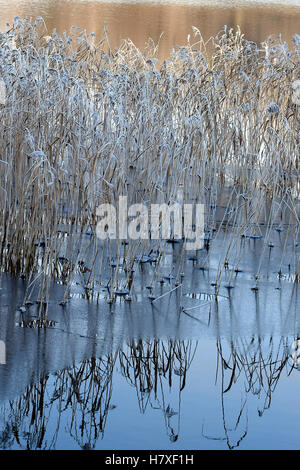 Frosty reeds and thin ice on sea. Stock Photo