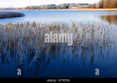 Shore after cold night. Sea in thin ice and hoarfrost covered reeds. Stock Photo