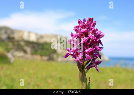 Northern marsh-orchid Dactylorhiza purpurella Stock Photo