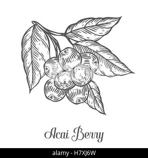 Acai berry, fruit, leaf, plant branch. Superfood organic asian berry. Hand drawn vector sketch engraved illustration. Black acai Stock Vector