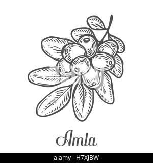 Amla Indian gooseberry plant, Phyllanthus emblica. Hand drawn engraved vector sketch etch illustration. Ingredient for hair and  Stock Vector