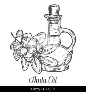 Amla Indian gooseberry oil, Phyllanthus emblica. Hand drawn engraved vector sketch etch illustration. Ingredient for hair and bo Stock Vector