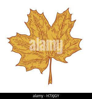 Vector autumn hand drawn leaf. Isolated vector engraved objects. Detailed botanical illustrations. Oak, maple, chestnut leaf ske Stock Vector