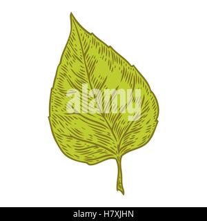 Vector autumn hand drawn leaf. Isolated vector engraved objects. Detailed botanical illustrations. Oak, maple, chestnut leaf ske Stock Vector