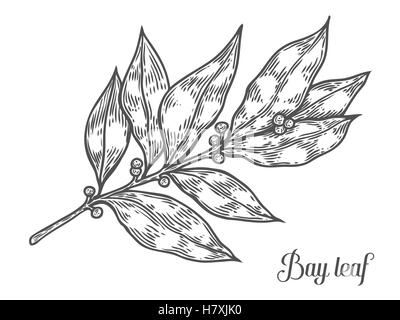 Bay leaf fresh herb plant vector hand drawn illustration on white background. Herbal Ingredient for traditional cuisine, medicin Stock Vector