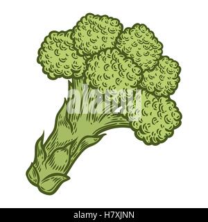 Broccoli vector. Isolated on white background. Broccoli food ingredient. Engraved hand drawn illustration in retro vintage style Stock Vector