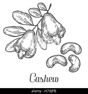 Cashew nut seed plant vector. Isolated on white background. Cashew butter food ingredient. Engraved hand drawn illustration in r Stock Vector