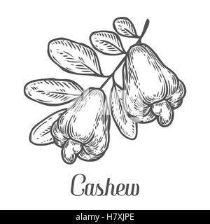 Cashew nut seed plant vector. Isolated on white background. Cashew butter food ingredient. Engraved hand drawn illustration in r Stock Vector