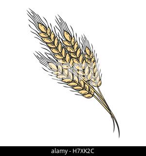 Wheat bread ears cereal crop sketch hand drawn vector illustration. Black ear isolated on white background. Gluten food ingredie Stock Vector