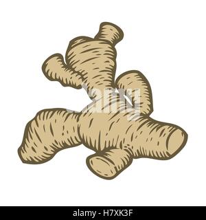 Ginger root plant. Hand drawn sketch vector illustration isolated on white. Spicy herbs. Ginger Doodle design cooking ingredient Stock Vector