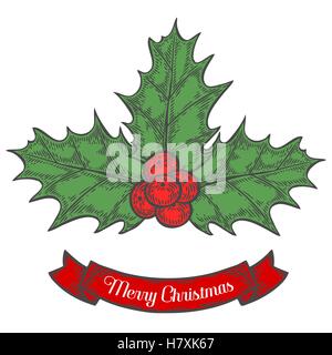 Holly or Ilex aquifolium or Christmas holly, retro vintage engraving hand drawn illustation plant with berryes. Leaves and fruit Stock Vector