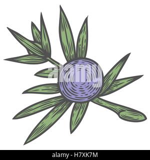 Juniper branch with berries. Hand drawn herbal illustration in sketch style. Juniper is a medical and food herbal ingredient. Is Stock Vector