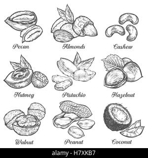 Hazelnut, almond, walnut, peanut, coconut, pecan, pistachio, cashew, nutmeg seed vector. Isolated on white background. Nut milk, Stock Vector