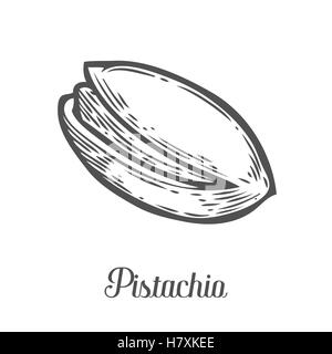 Pistachio nut seed vector. Isolated on white background. Pistachio butter food ingredient. Engraved hand drawn pecan illustratio Stock Vector