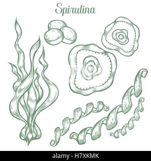 Spirulina superfood organic healthy dietary supplement. Hand drawn sketch vector illustration isolated on white background. Alga Stock Vector