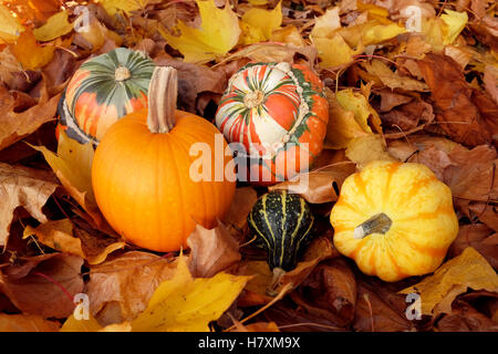 Pumpkin, squashes and gourds in different colours, on dry fall foliage Stock Photo