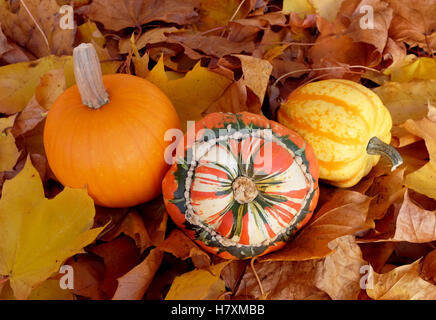 Pumpkin, turban squash and yellow gourd on yellow and brown fall leaves Stock Photo