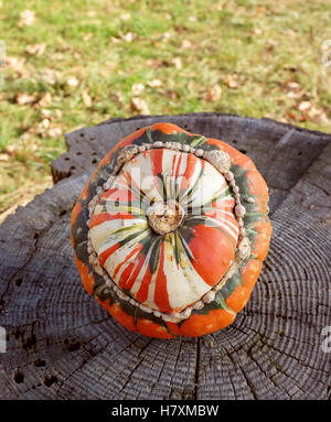 Striped Turks turban squash on a rough tree stump, grass and dry fall leaves beyond Stock Photo