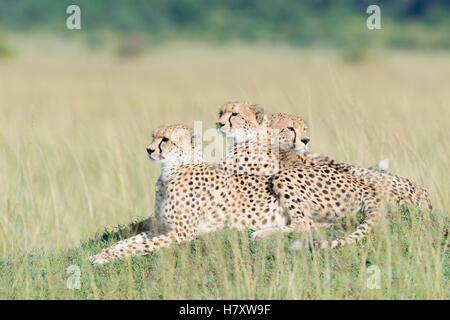 Three Cheetah (Acinonix jubatus) lying down on hill at savanna, Maasai Mara National Reserve, Kenya Stock Photo